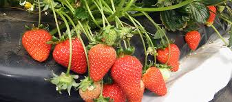 «Compromiso y Cambio: El Ejemplo de Frutillas Peritenses en Responsabilidad Social»