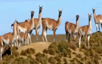 El guanaco fue considerado una especie ganadera y se podrá exportar su carne y fibra